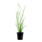 133A 泰國水劍 Cyperus helferi